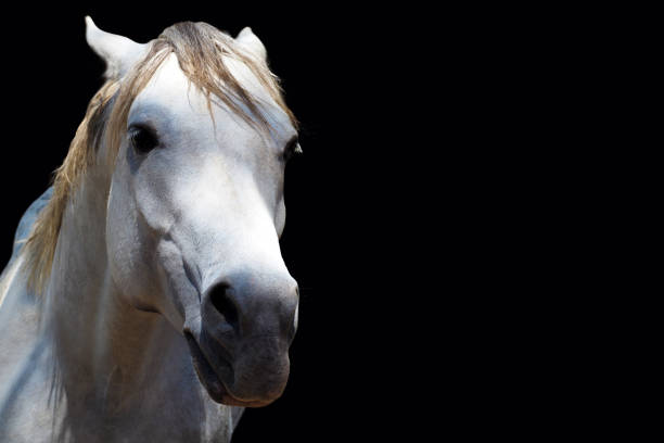 Why your horse is tossing its head