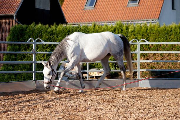 How to lunge train your horse